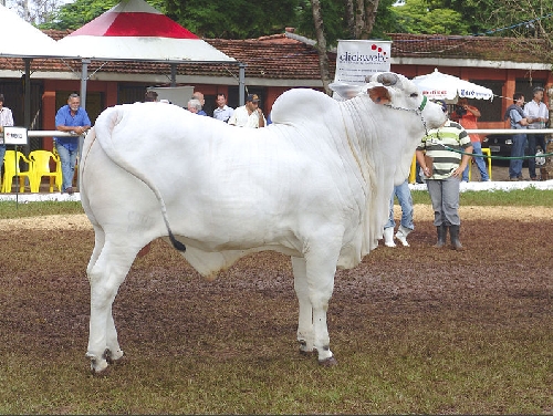 Nelore-Stier auf landwirtschaftlicher Ausstellung. Die Nelore-Rinder werden zur
Fleischgewinnung genutzt. (Foto: wikipedia, José Reynaldo da Fonseca)