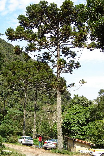 Die leuchterähnlich anmutenden Araucaria angustifolia-Bäume
sind geschützt. (Foto: wikipedia, Eurico Zimbres FGEL/UERJ)