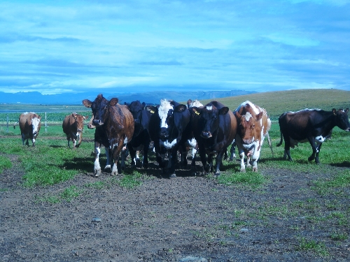 Milchkühe beim täglichen Weidegang im Sommer