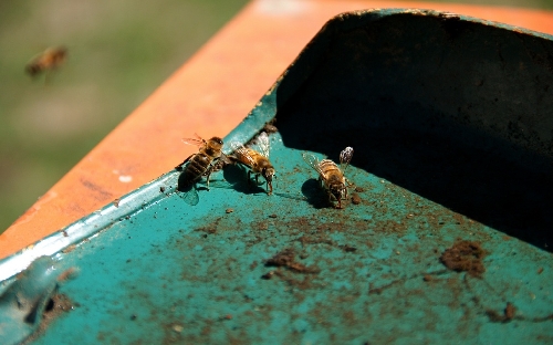 Drei flotte rumänische Bienen beim gemeinsamen Wasserholen.