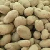 Gentechnisch veränderte Kartoffeln 2009 - Sanitz