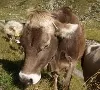 Schmallenberg-Virus bei Rindern 2012 - Schweiz