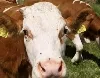 Schmallenberg-Virus bei Rindern - Nordirland