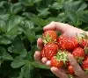 Erdbeeren zum selber Pflücken - Altenwahlingen/Böhme