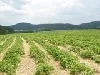 Erdbeeren selber pflücken - Westerwald