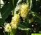 Narbenfden Maispflanze