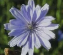 Leuchtend blaue Wegwarte ist Blume des Jahres 2009