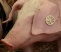 Schweinehalter