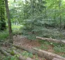 Gesundheitszustand des Waldes