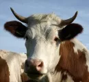 Milchbauern winken weitere EU-Millionen-Hilfen