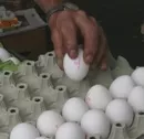 Eiererzeugung in Sachsen gesunken