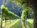 Kultur- und Wirtschaftsgut Wein sowie die Identitt der Weinbauregionen in Europa mssen erhalten bleiben 