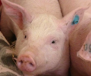 Schweinefleischproduktion USA