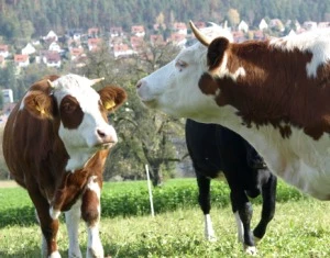 Rinderbestand in Bayern