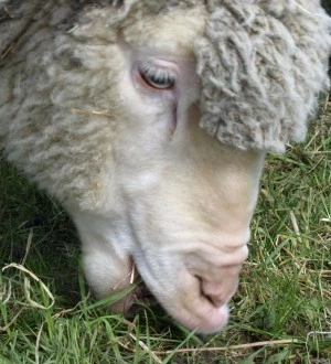 Grasendes Schaf