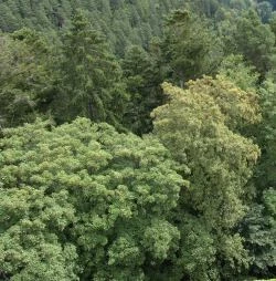 Baden-Wrttemberg: Wald Klimawandel