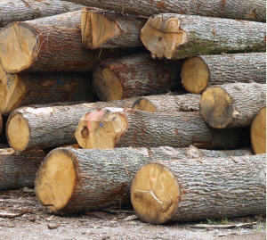 Holz aus bayerischen Wldern