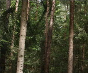 Waldzustandserhebung 2014