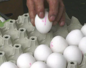 Steigende Eierpreise