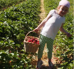 Erdbeeren vom Feld
