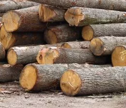 Holzpreis gestiegen