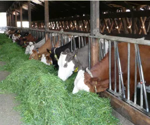 Holstein vs. Fleckvieh