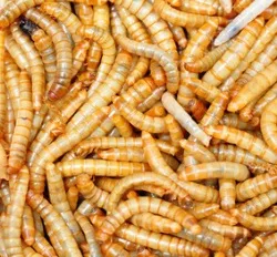 Insekten auf der Speisekarte