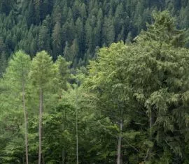 Abholzung im Bialowieza-Urwald