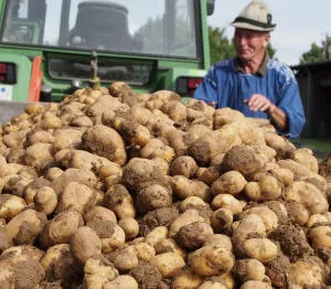 Kartoffelanbau 2023