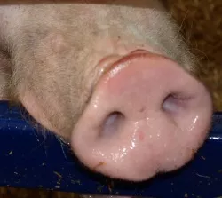 Schweinebestnde 2019