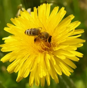 Bienenschutz 
