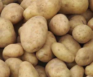 Kartoffelernte in Niedersachsen 2016