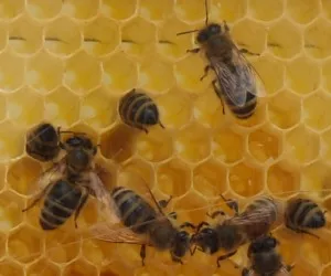 Fleiige Bienen
