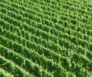 Weinbau Frankreich