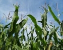 EU-Kommission bringt Anbau zweier neuer GV-Maissorten zur Abstimmung