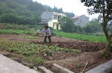 Kleinteilige Familienwirtschaft, wie hier in Suining, soll nach dem Willen der Regierung bald der Vergangenheit angehren. (Foto: UDE)