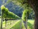 Reif auf der Insel - In Bacharach wchst Wein mitten im Rhein