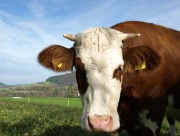 Schmallenberg-Virus bei Rindern 2012 - Frankreich