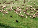 ...die 600 Merino-Schafe weiden heute auf einer saftig grünen Wiese im Aichtal