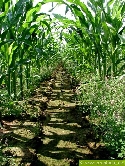 "Herbizid- Wirkungslücke" in Mais