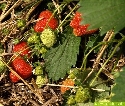 Die hiesige Erdbeersaison hat begonnen (02.05.2007)