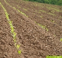 Die lange Trockenheit machte auch dem frühgesäten Mais sehr zu schaffen (09.05.2007)