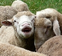 Nicht alle Schafe scheinen mit der Futterqualität zufrieden zu sein