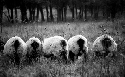 Schafe in Oldenburg / Holstein