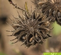 Schönmalve: Fruchtkapsel mit reifen Samen 