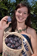 Startschuss für die blauen Früchte - Heimische Zwetschensaison 2008 ist eröffnet