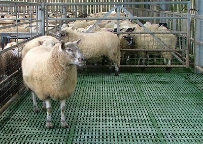 Schafe auf MIK TRAPPER