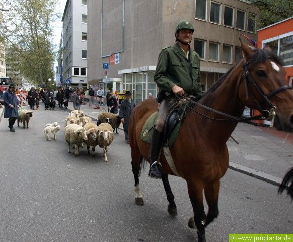 Schafe Stuttgart Innenstadt