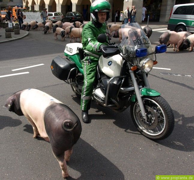 Schweine auer Kontrolle