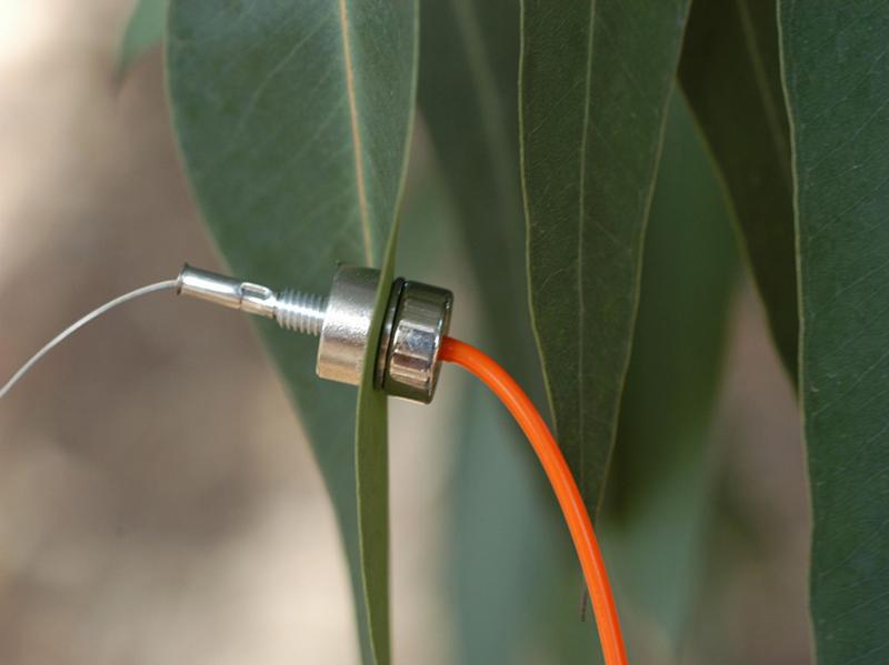 Das Blatt eines Eukalyptusbaums, eingespannt in die neuartige Magnetsonde, die die Wasserversorgung von Pflanzen misst. Entwickelt wurde die Sonde an der Universitt Wrzburg. (Foto: Ulrich Zimmermann)
